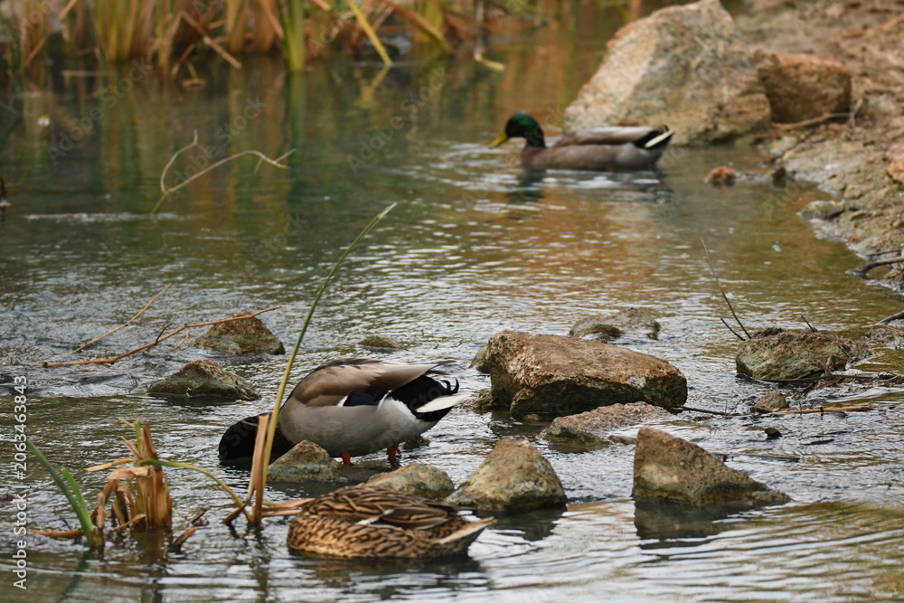Fototapeta premium Ducks gather near water as they search for food on a calm day at a natural habitat