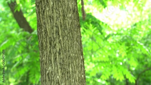 Young squirrel running on the trunk of a large tree in the botanical garden in summer as an eco-tourism concept on vacation