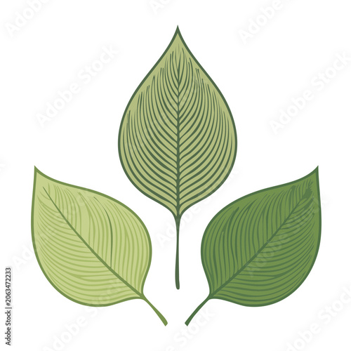 Green leaf vector illustration