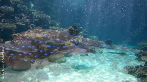 Marine Life Underwater Ocean Scene Rays.