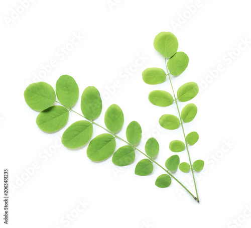 Fresh green acacia leaves o...