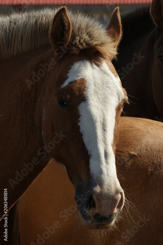 Horse standing in a rural corral on the Patagonian steppe. Domestic animals with varied coat colors captured in a ranch setting, reflecting livestock and countryside life.