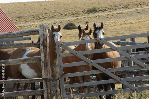 Group of horses standing in a rural corral on the Patagonian steppe. Domestic animals with varied coat colors captured in a ranch setting, reflecting livestock and countryside life.