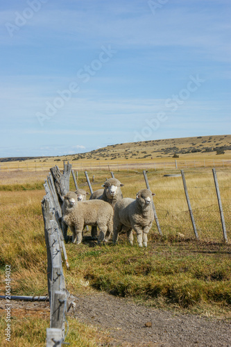 Merino sheep stand in a fenced pasture on the Argentine Patagonia steppe, surrounded by golden grasslands and open skies. A rural livestock scene showcasing wool production and ranch life.