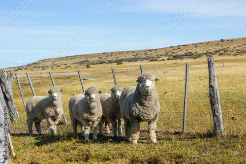sheeps stand in a fenced pasture on the Argentine Patagonia steppe, surrounded by golden grasslands and open skies. A rural livestock scene showcasing wool production and ranch life.