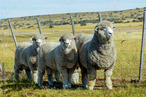 Three Merino sheep stand in a fenced pasture on the Argentine Patagonia steppe, surrounded by golden grasslands and open skies. A rural livestock scene showcasing wool production and ranch life.