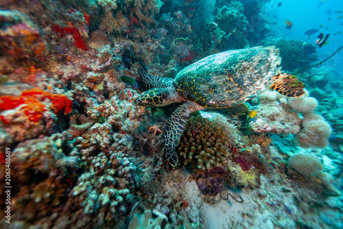 Photography A Hawksbill sea turtle (Eretmochelys imbricata) swims over a coral reef