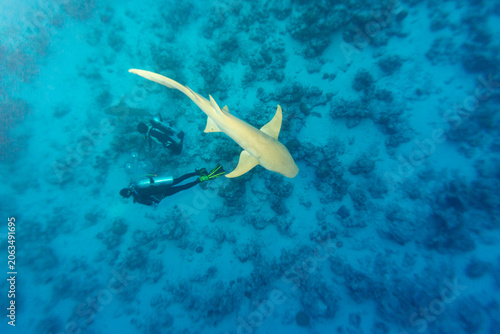 Fotografía Two divers observe a nurse shark swimming in clear blue ocean water over a coral reef