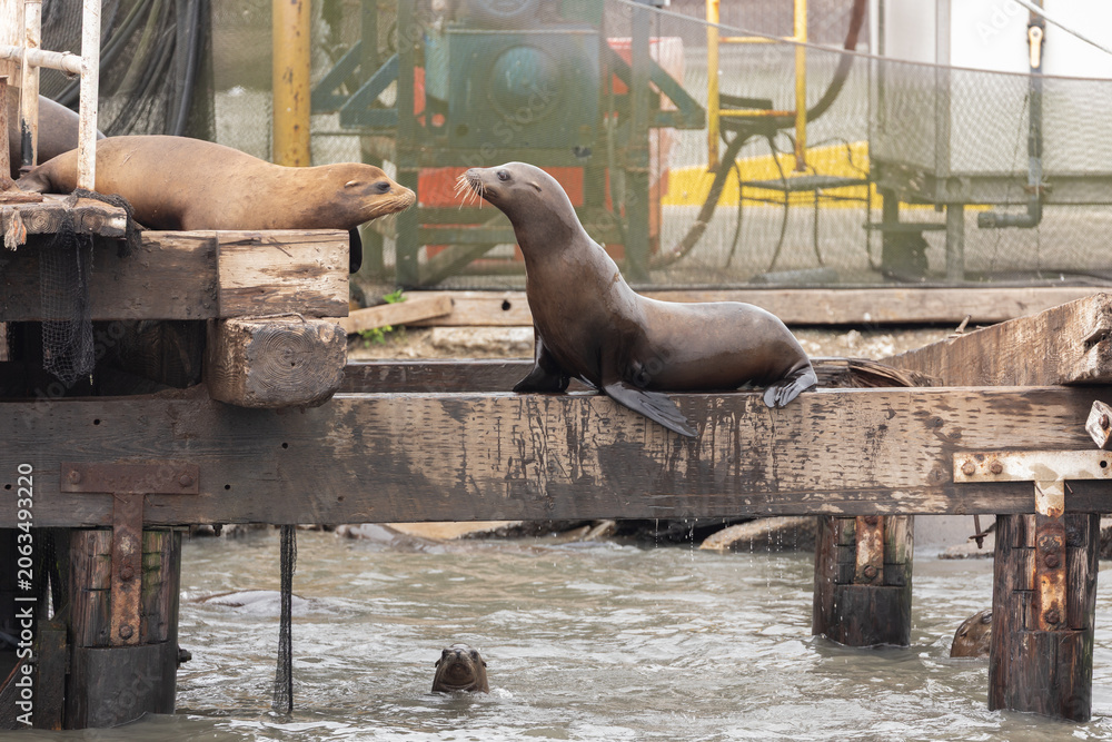 Fototapeta premium Group of California Sea lion, Zalophus californianus, resting on a dock