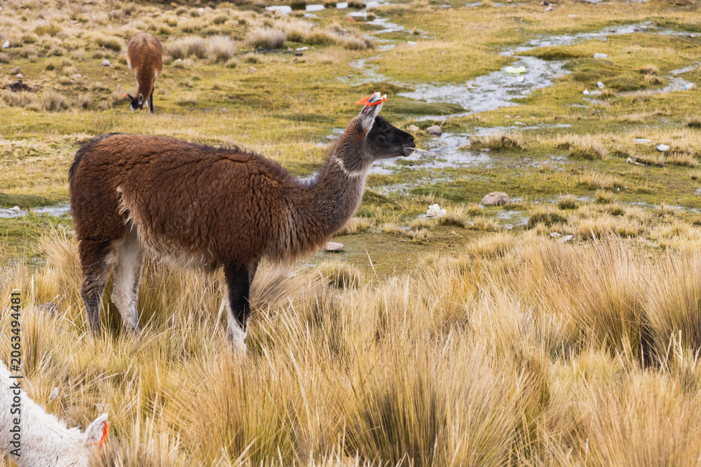 Obraz premium vista de llamas, vicuñas, alpacas, camélidos, auquénidos, pastando en las alturas de los andes, en la pampa y llanura de la región Arequipa