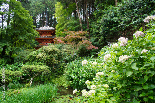 岩船寺の紫陽花