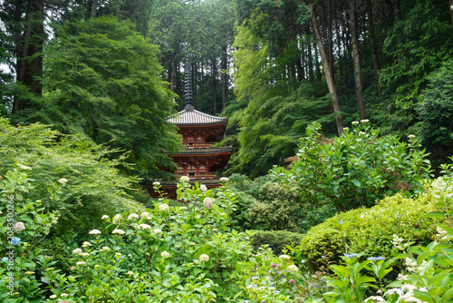 岩船寺の紫陽花