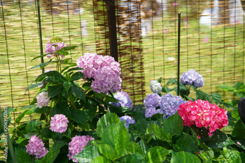 般若寺の紫陽花