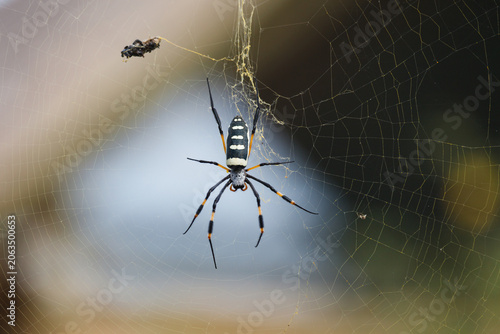 Schilderij op canvas black and white spider with yellow banded legs on its web next to the insects it