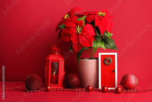 Christmas plant poinsettia,...