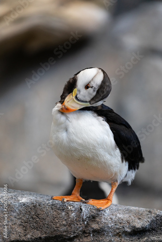 A puffin bird with black and white feathers and an orange beak stands on a rock.