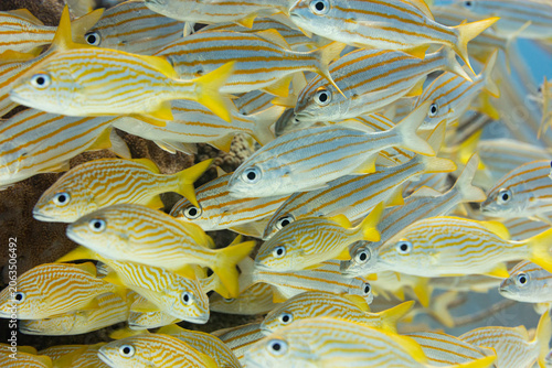 Photography School of common yellow reef grunt fish congregate at coral reefs edge