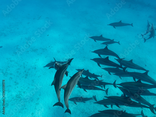 Pod of intelligent and playful Red Sea Spinner dolphins,
