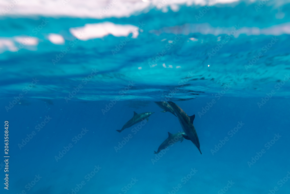 Obraz premium Intelligent and playful Red Sea Spinner dolphins, Stenella longirostris, swim in clear blue tropical waters