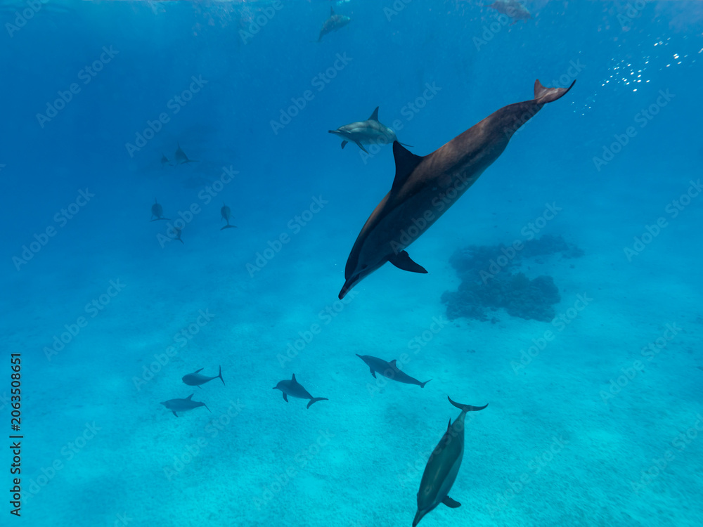 Obraz premium Intelligent and playful Red Sea Spinner dolphins, Stenella longirostris, swim in clear blue tropical waters