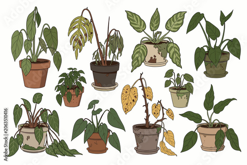 Diverse collection of wilting and dying houseplants in various pots to illustrate neglect or poor plant care within a domestic setting.