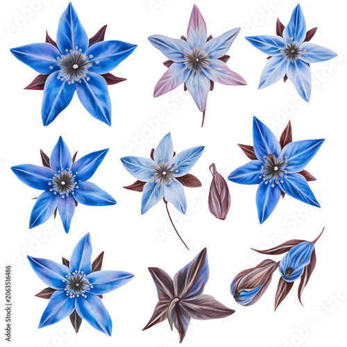 Detailed Botanical Illustration of Blue Flowers and Buds