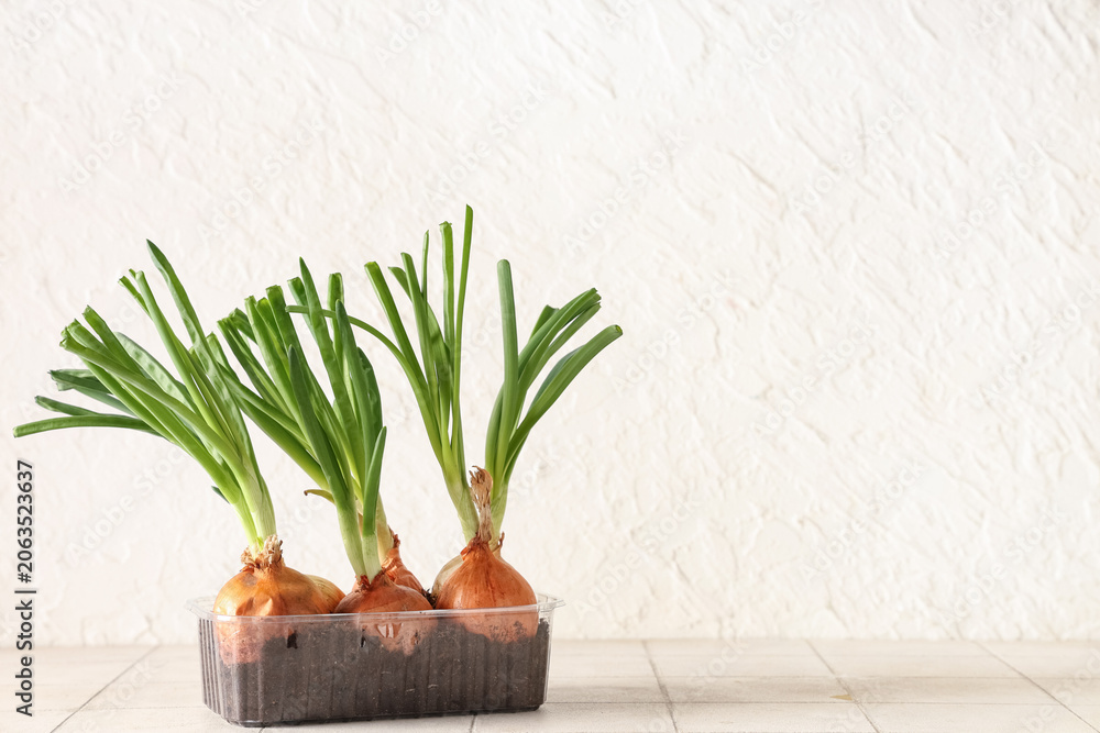 Fototapeta premium Plastic container with cultivated green onion on white tile table