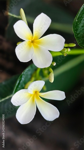 white frangipani flower