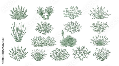 Desert plants vector set, hand-drawn green desert flora, botanical illustration collection, arid climate vegetation for landscape design and natural environment concepts