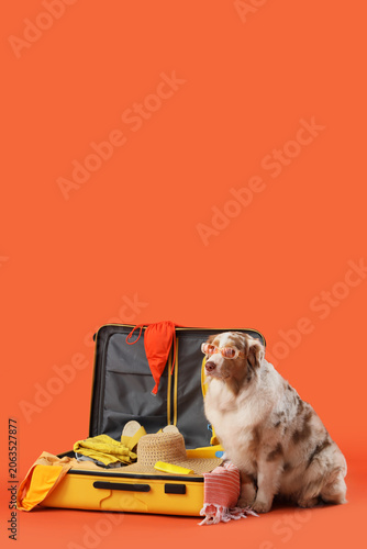Cute Australian Shepherd do...