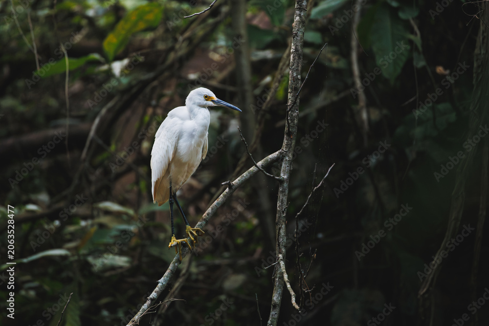 Fototapeta premium snowy egret