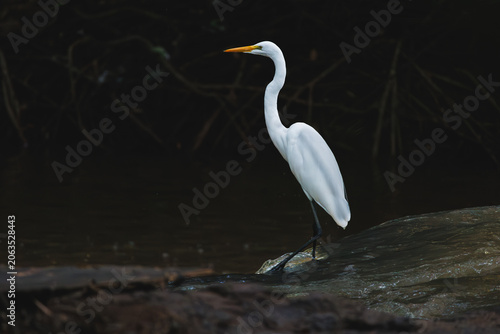 great white heron