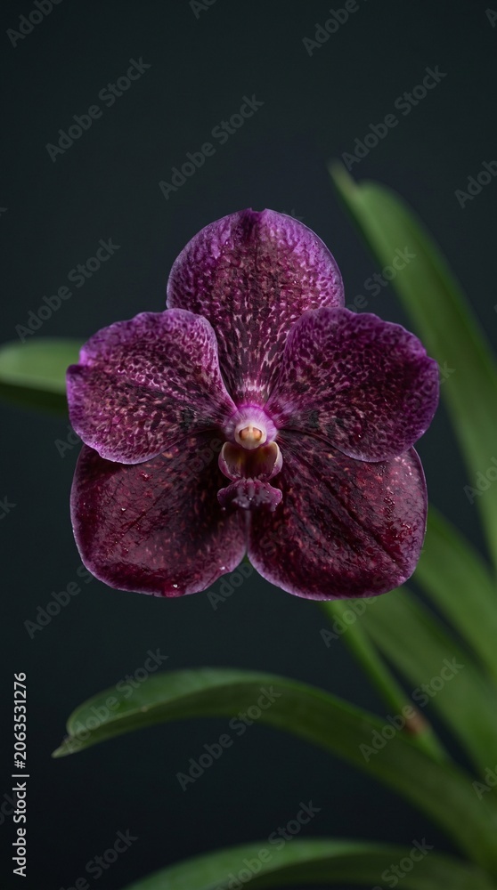 Fototapeta premium A close-up photo of a purple orchid flower with green leaves against a dark background