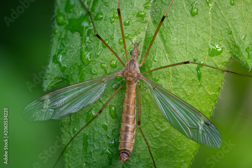 Tableau sur toile Crane fly resting on a dewy green leaf with wings spread, detailed top-down macr