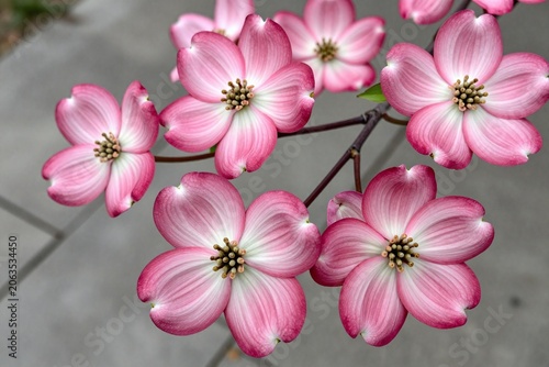 A branch of a dogwood tree with pink flowers on it