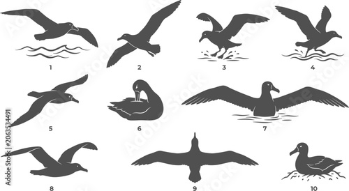 Canvastavla Albatross seabird silhouette set illustrating marine birds flying gliding nestin