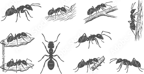 Tableau sur toile Ant silhouettes and illustrations crawling on tree bark and natural branches on