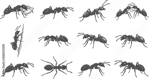 Tableau sur toile Ant silhouettes and illustrations showing carrying food and colony interactions