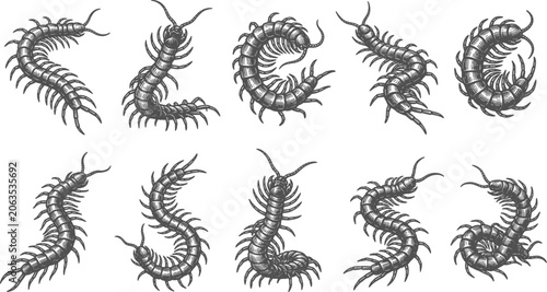 Foto Centipede insect illustrations showing realistic crawling and curved body moveme