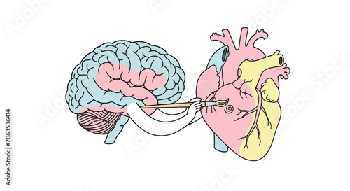 Stylized brain with pink and blue lobes on transparent background