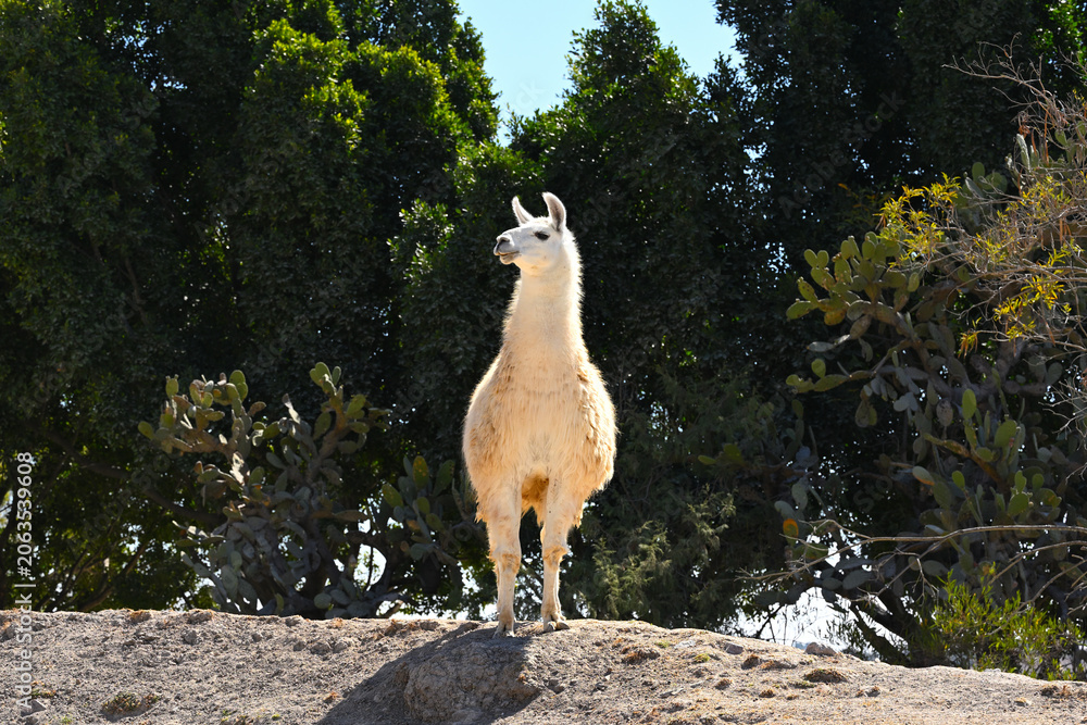 Fototapeta premium Portrait of a curious white llama observing its surroundings on a sunny day