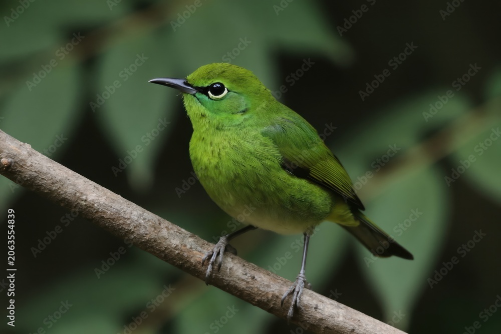 Obraz premium Small green broadbill bird rests on tree branch. Vibrant bird plumage with light yellow breast. Natural forest habitat, shallow depth of field.