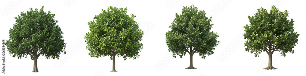 Fototapeta premium Four green citrus fruit trees isolated on black background for garden design