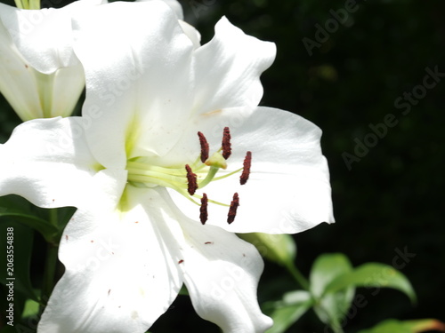 ユリの花