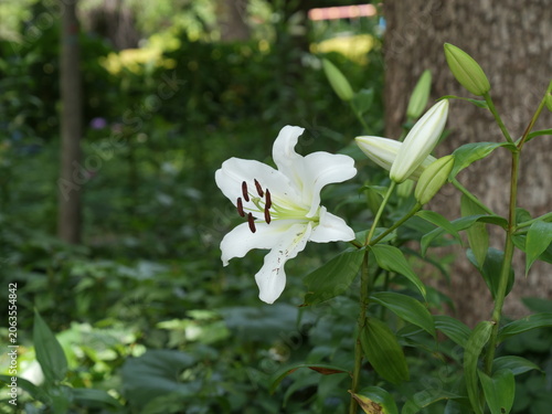 ユリの花