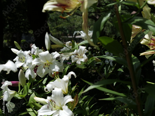 ユリの花