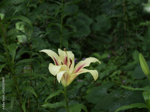 ユリの花