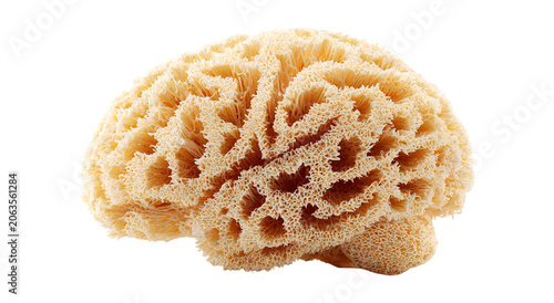 Conceptual image of a large stone in the shape of the human brain