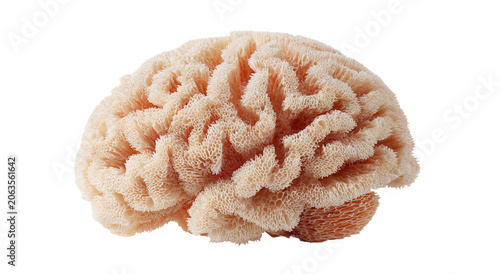 Conceptual image of a large stone in the shape of the human brain