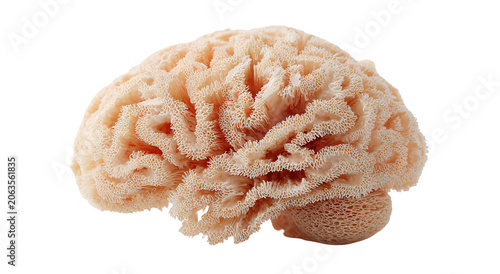 Conceptual image of a large stone in the shape of the human brain